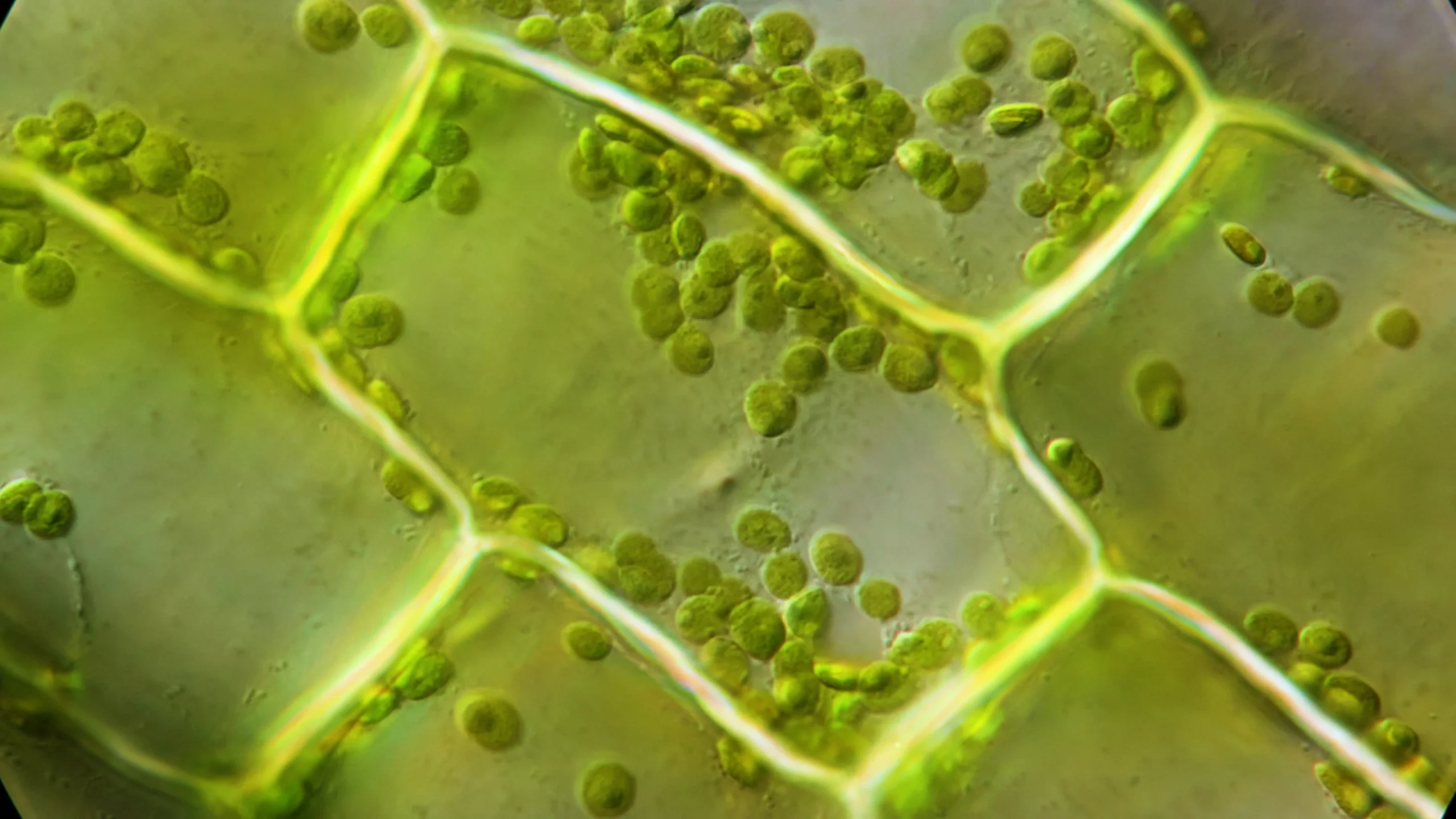Plant and Animal Genome